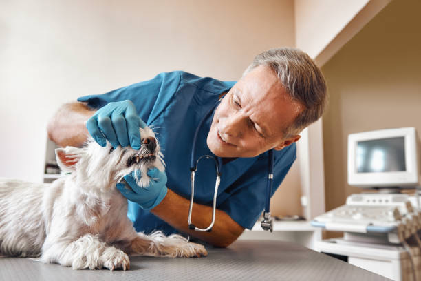 Best Knocked-Out Tooth (Avulsed Tooth) Treatment in Verona, VA
